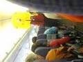 stewardess