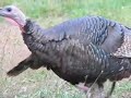 CapeCast: Surrounded by wild turkeys!