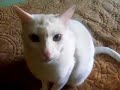 El gato Peluche maullando sin parar, enfadado e intentando morder, mientras suena de fondo Tom Jones.
