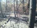 2013 Rainbow Gathering Ocala National Forest ...