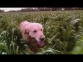 Yes, There Is Now a TV Channel Just for Dogs