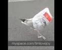 Seagull