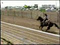 HS rodeo horse-Barrels, Poles