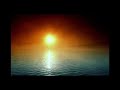 deep forest - night bird