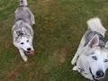 Presenting Siku & Shila Presenting Siku & Shila