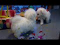 westy e maltese.MOV