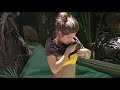 I'm A Celebrity: Carly Zucker Putting Bikini Top On