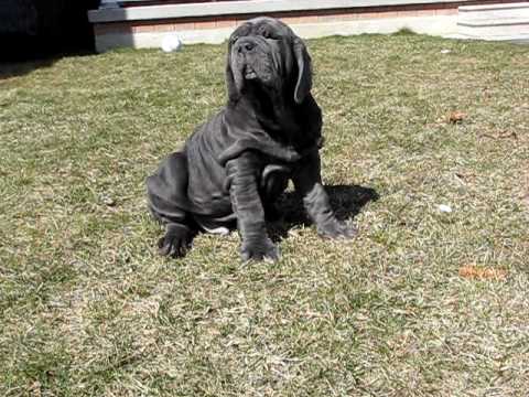 neapolitan mastiff