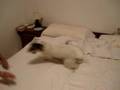 My doggie 'Vino' doing his bed thing