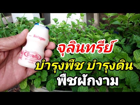 จุลินทรีย์ บำรุงพืช บำรุงดิน ใช้แล้วพืชผักงาม