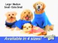 Dogs 101 - Golden Retriever