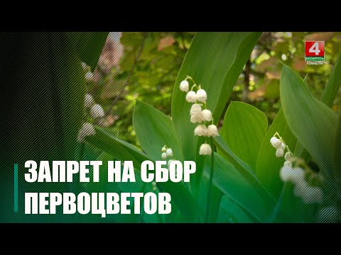 Узнали, какие штрафы за незаконный сбор и реализацию первоцветов – от 840 до 1 260 рублей видео