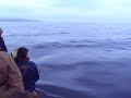 www.north58.co.uk Minke whale spotted west of Banff Aboard Buchaneer the high speed rib which operates daily boat trips from Banff marina on the moray firth. Go watch whales dolphins porpoise gannets puffins etc etc www.north58.co.uk Affeck, Aberdeenshire, Arbuthnott, Ardallie, Ardonald,...