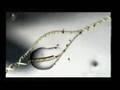 Sintesis de proteinas, genoma humano La herencia