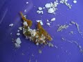 unknown critter in saltwater tank