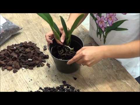 how to transplant a orchid