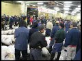 Tsukiji Fish Market Morning Auction