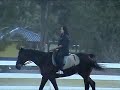 Perlis Equine K001
