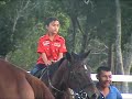 Perlis Equine K001