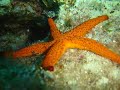 Scuba-Diving-Zante