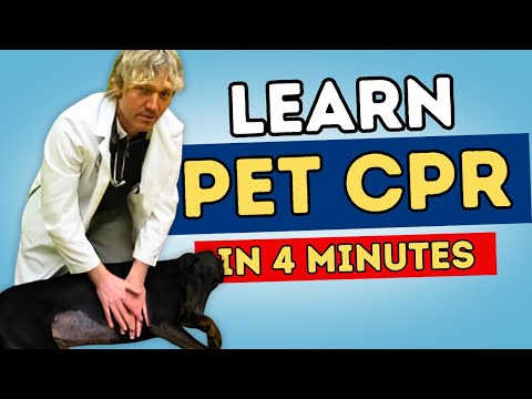 how to perform dog cpr