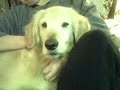 Adorable Golden Retriever Alton Adorable Golden Retriever Alton