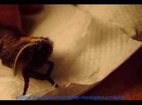 Polyphemus Silk Moth emerges