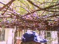 Largest Rose Bush