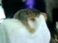 None (Video-0003.mpeg)