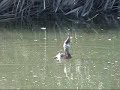 Pied-billed Grebe eating large fish - Zampullin zampa un pez Pied-billed Grebe eating large fish - Zampullin zampa un pez