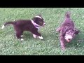 Puppy Wrestling Round 1