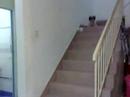 Shih Tsu LeLe 1st time learn how to come down