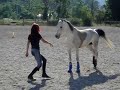 DOHAYA  ( Mathar x RG Desert Dalilah), Psar Sheykh Obeyd