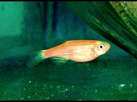 how to tell if a zebra fish is pregnant