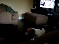 Daisy the Basset Hound - Playing with Dad