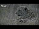 John Varty, JV filmmaker, leopard