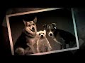 Fifty years ago, Russia launched a rocket manned by a dog into space and soon lost contact with the vessel. Today, we finally know what happened with 