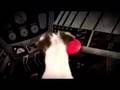Zune: Laika