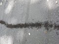 Crazy Ants on Ometepe Nicaragua Low Res Video