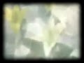 [Tifa] Little Wonders [Shuyin]