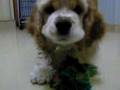 My Puppy - BeBe