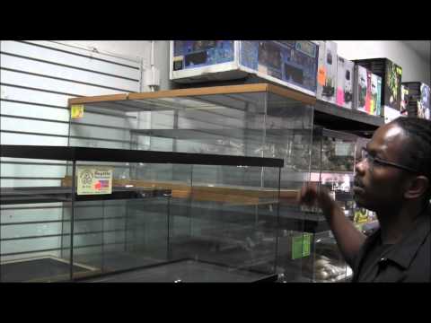 YouTube reptile video