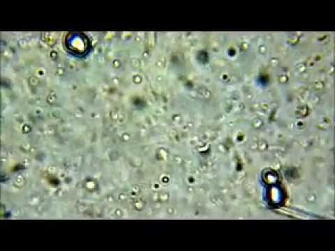 how to grow acetobacter xylinum