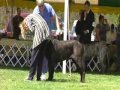 Lionhearted Man In Black - Bucks 2007