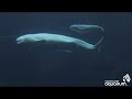 Baby Beluga Nursing - Vancouver Aquarium Baby Beluga Nursing - Vancouver Aquarium