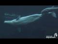 Baby Beluga Nursing