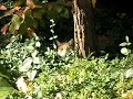 Stray Cats At My Home Part 6 Stray Cats At My Home Part 6