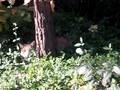 Stray Cats At My Home Part 6