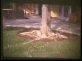 Planting and Care of Landscape Trees Part I
