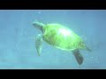 Turtles In Barbados